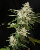 Mass Medical Strains - Third Pupil