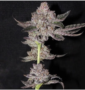 Cherry Payton Clone