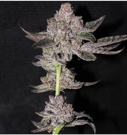 Cherry Payton Clone