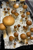 Golden Halo Liquid Culture