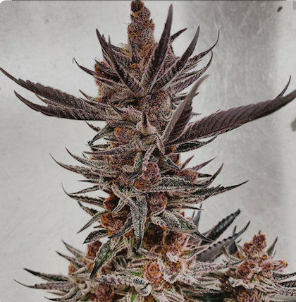 Tropicana Cookies Clone