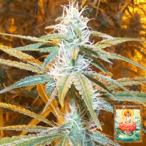 Wild Cherry Clone