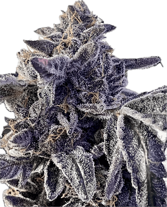 Sherb Cream Pie Clone