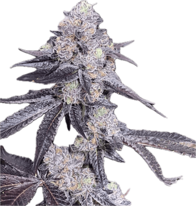 Sherbanger #22 Clone