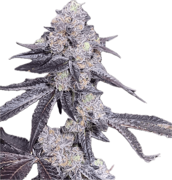 Sherbanger #22 Clone