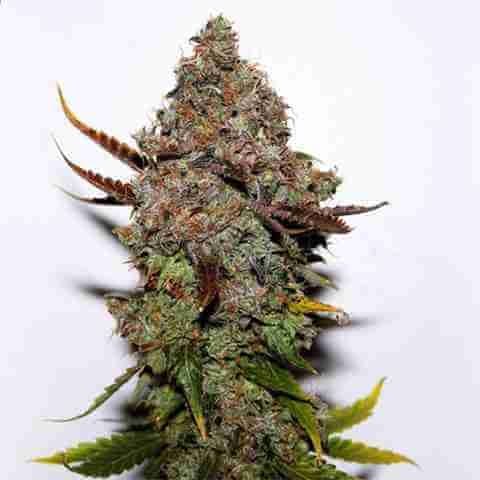 Skunk #1 Clone