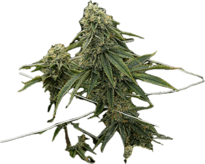 Skywalker OG Clone