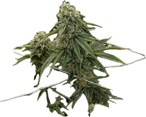 Skywalker OG Clone