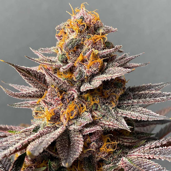 Wookie Pebbles Clone