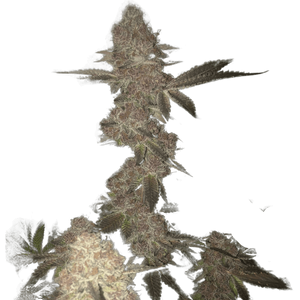 Slurricane Clone