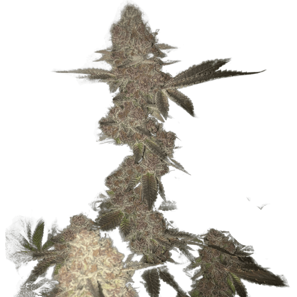 Slurricane Clone