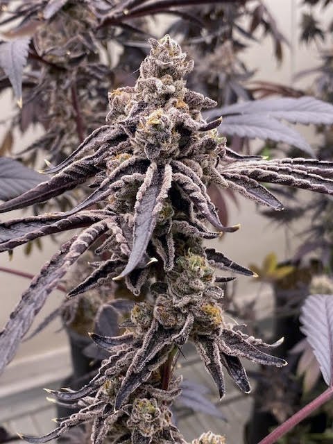 Pinnacle Clone