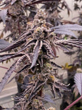 Pinnacle Clone