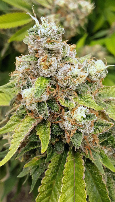 Sticky Sherbet Clone