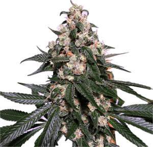 Sour Diesel Clone