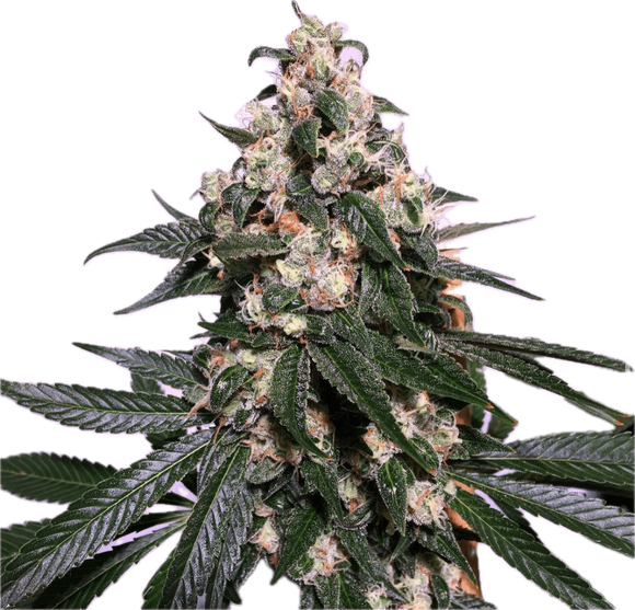 Sour Diesel Clone
