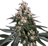 Sour Diesel Clone