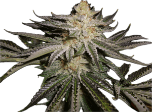 Sour OG Clone
