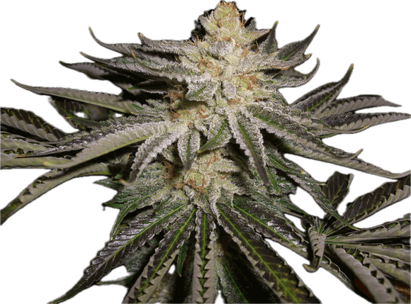 Sour OG Clone