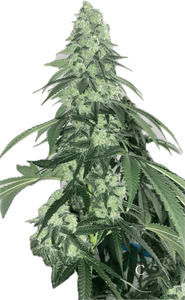 Sour Spritzer Clone