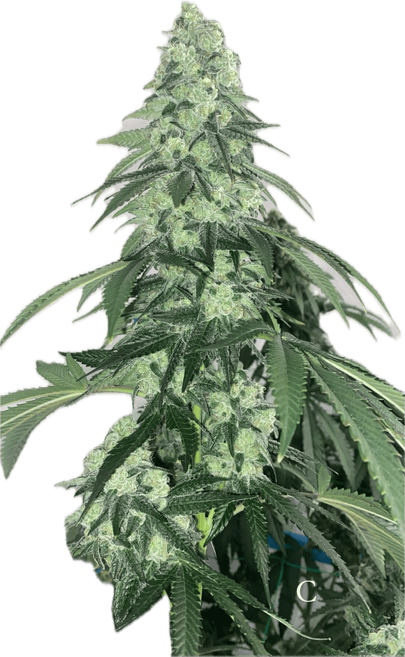 Sour Spritzer Clone