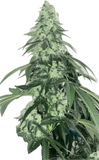 Sour Spritzer Clone