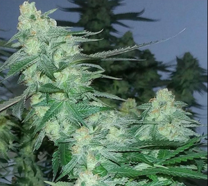 Sour Daze Clone