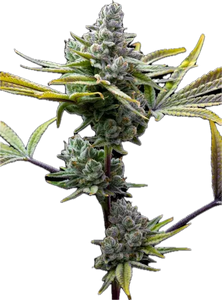 Space Runtz Clone
