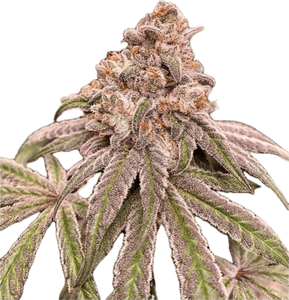 Specimen X Clone