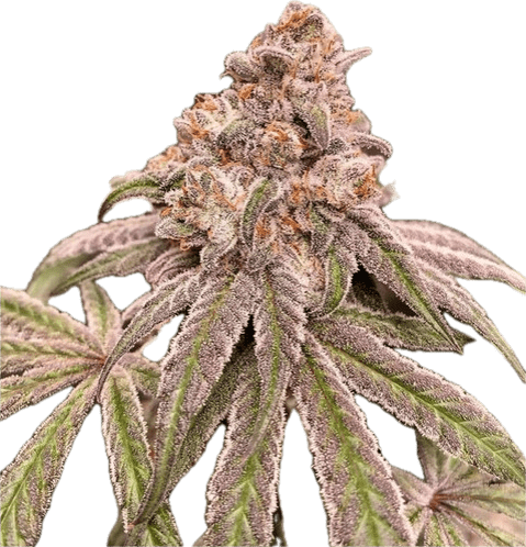 Specimen X Clone