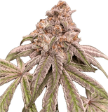 Specimen X Clone