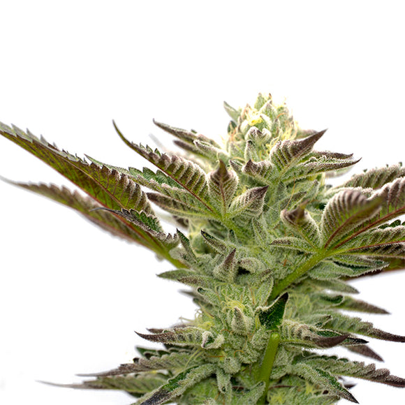 Star Killer Clone