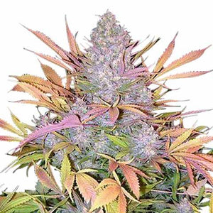 Strawberry Cough Clone