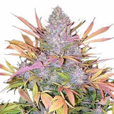 Strawberry Cough Clone