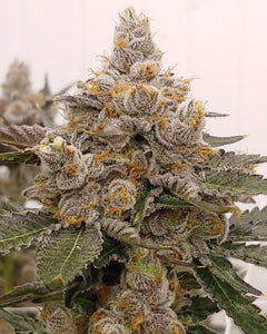 Strawberry Fritter Clone