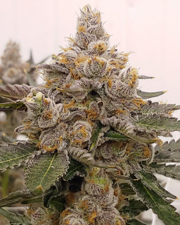 Strawberry Fritter Clone