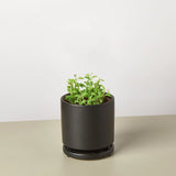 Succulent 'String of Dolphins'