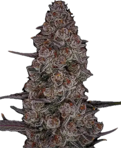 SubZero Clone