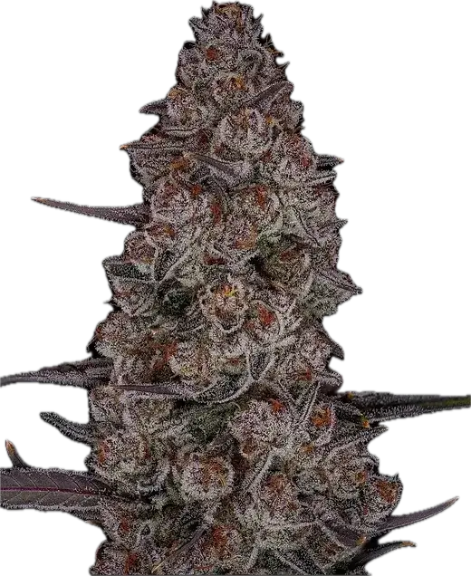 SubZero Clone