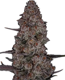 SubZero Clone