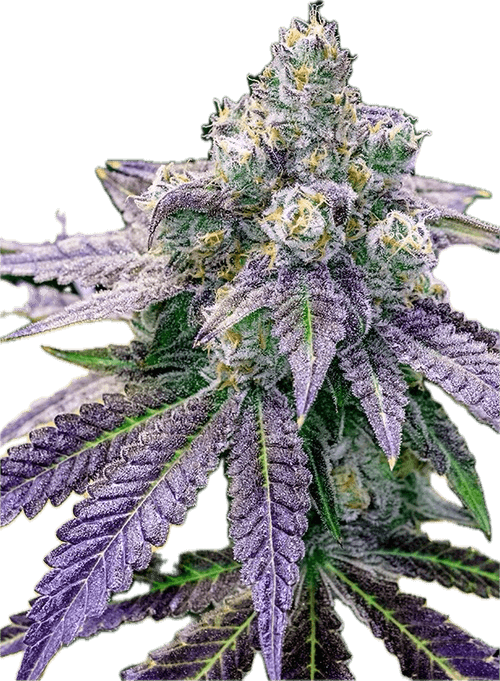 Sundae Driver Clone