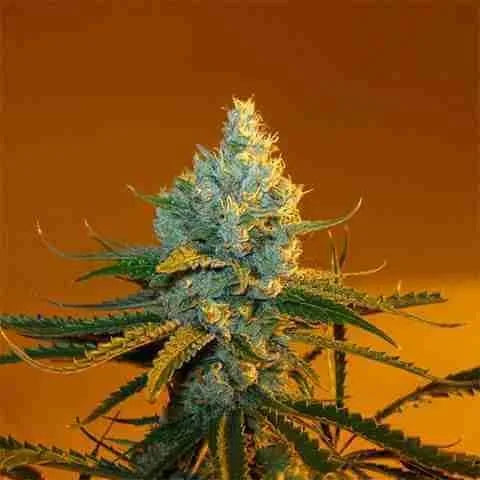 Lemon OG Haze Clone