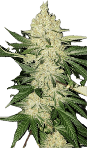 Super Lemon Haze Clone