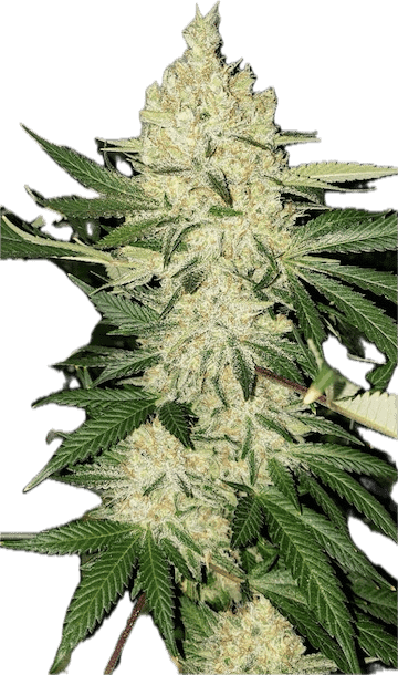 Super Lemon Haze Clone