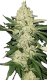 Super Lemon Haze Clone