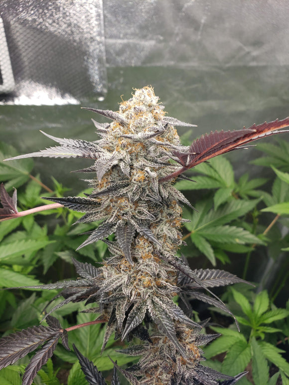 Tagalongz Clone
