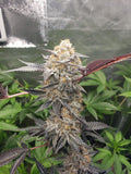 Tagalongz Clone