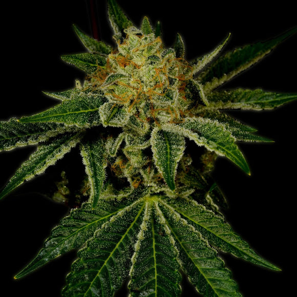 Tangie Breath Clone