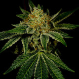 Tangie Breath Clone