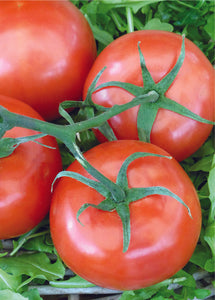 Rutgers Tomato